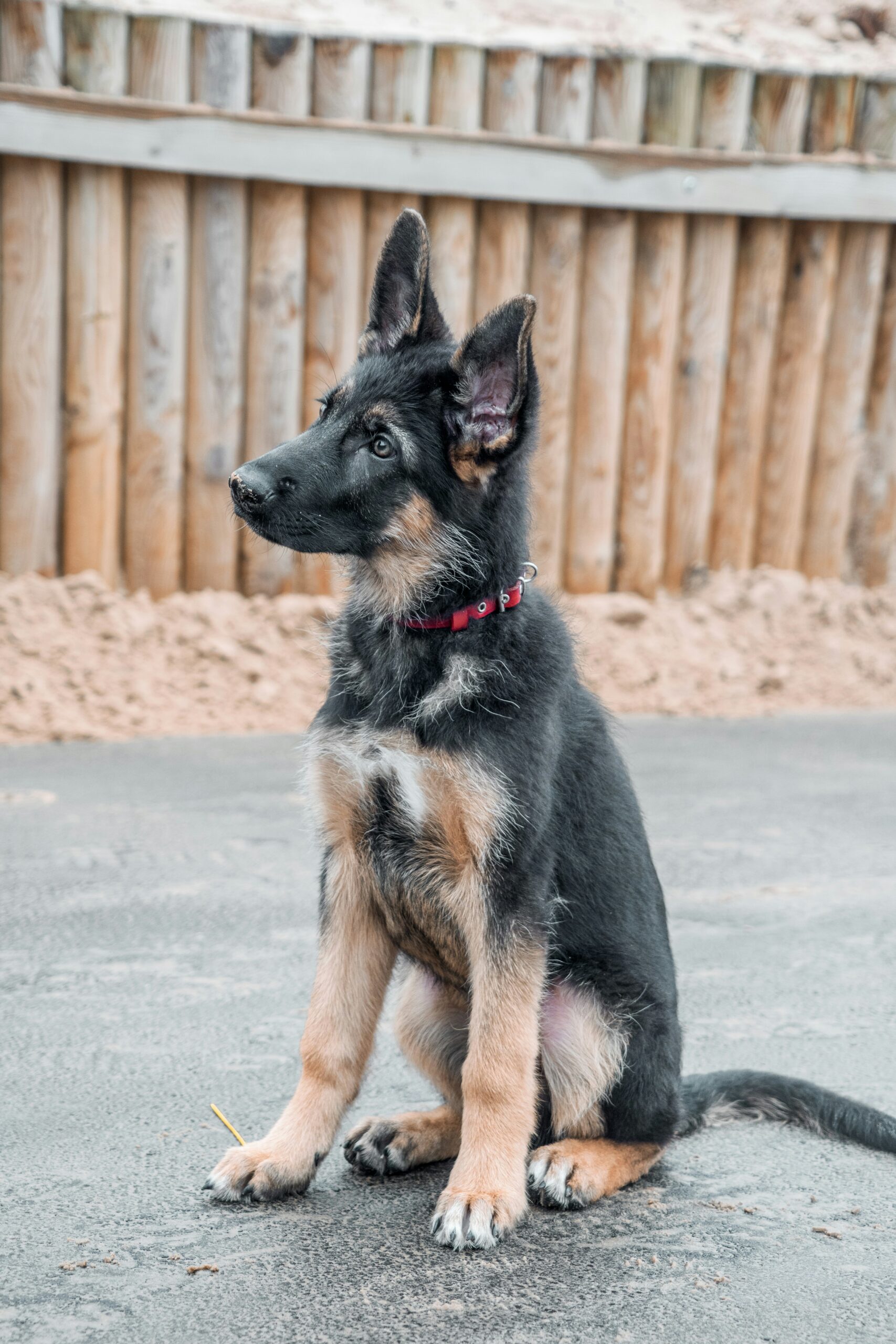 You are currently viewing Best Brushes for German Shepherd:Keep that Double Coat Under Control.