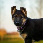 How to Train German Shepherd Puppy:-Ultimate Guide