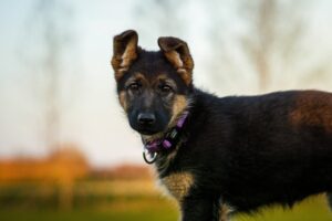 Read more about the article Top 10 Dog Toys for German Shepherds:Keep Your Dog Entertained.