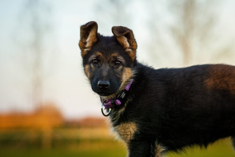 How to Train German Shepherd Puppy:-Ultimate Guide