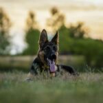 Common Helath Issues in German Shepherds & How to Prevent them.