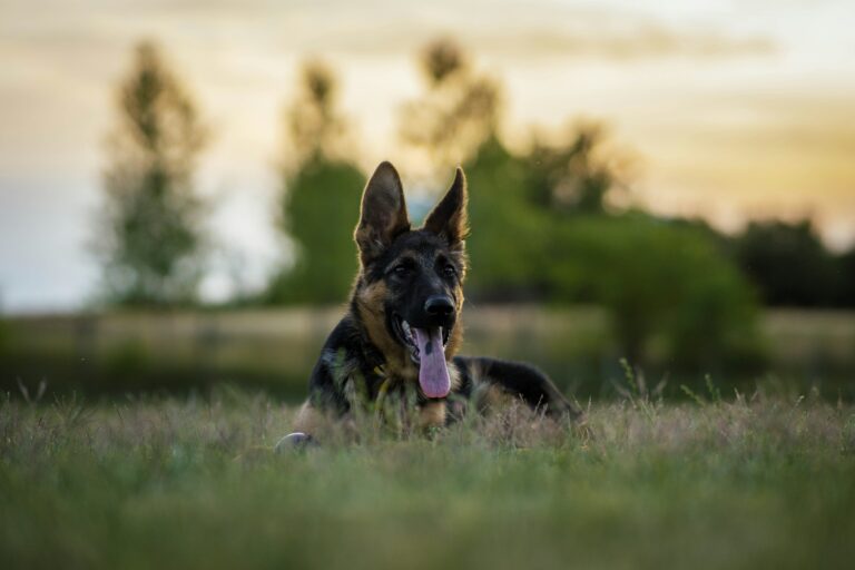 Common Helath Issues in German Shepherds & How to Prevent them.