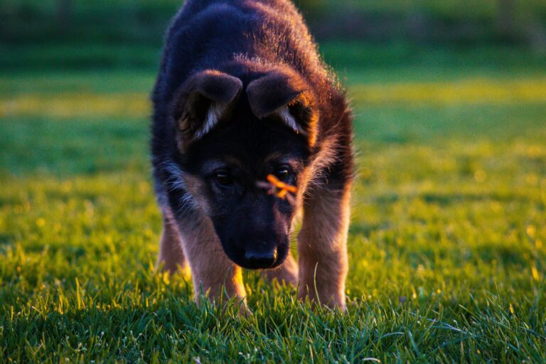 Best Brushes for German Shepherd:Keep that Double Coat Under Control.