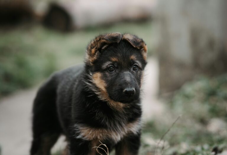 How to Deal with German Shepherd’s Barking:Tips & Tecchniques.