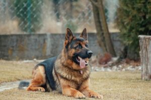 Read more about the article Best Dog Foods for German Shepherd: A Complete Nutritional Guide.