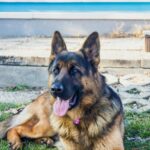 Adopting a German Shepherd: What to Know Before You Bring One Home