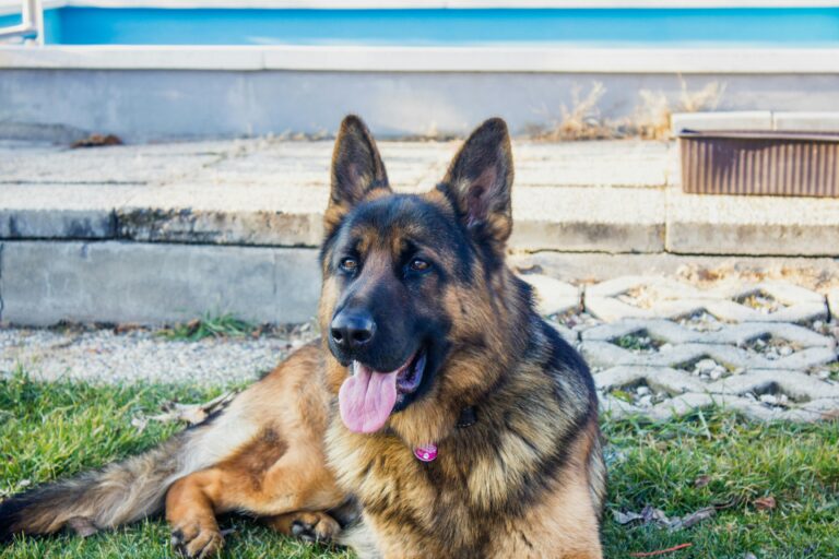 Adopting a German Shepherd: What to Know Before You Bring One Home